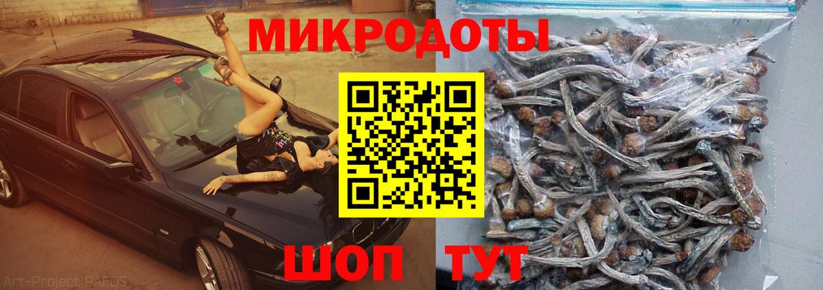 Псилоцибиновые грибы Cubensis  Вход с VPN  Псилоцибиновые грибы Psilocybe  купить закладку  Михайловка 